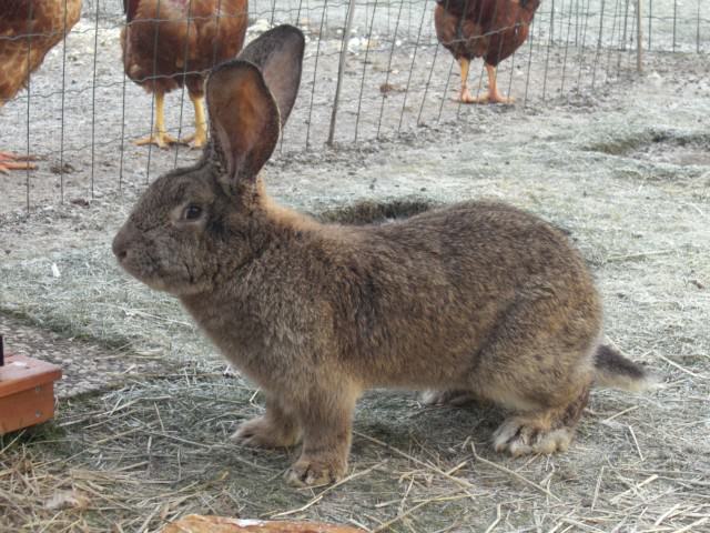 フレミッシュジャイアント